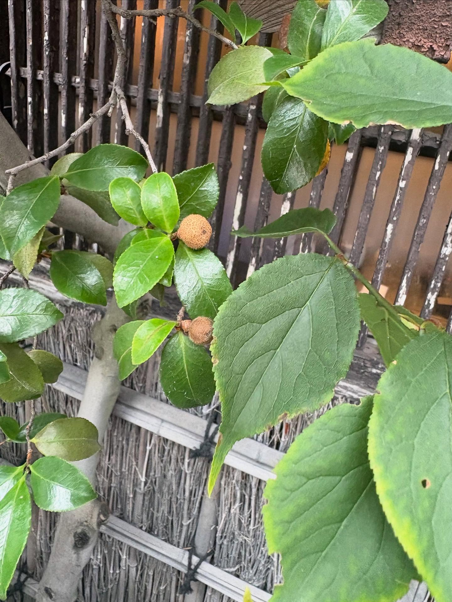 椿の蕾が茶色

#sora #Google